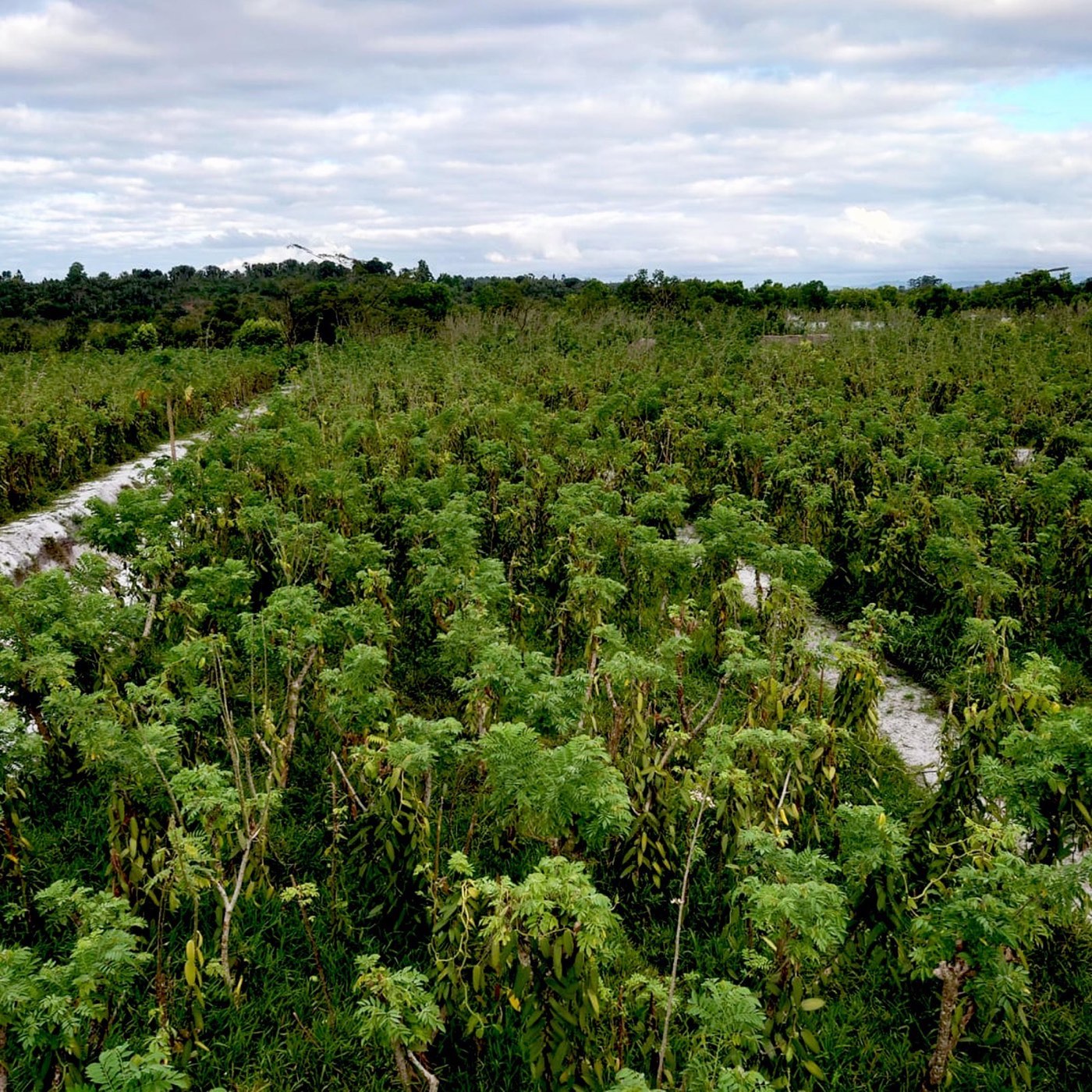 Cultivo sustentable